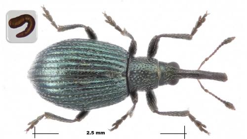 Réf. 270 062 : Ischnopterapion virens